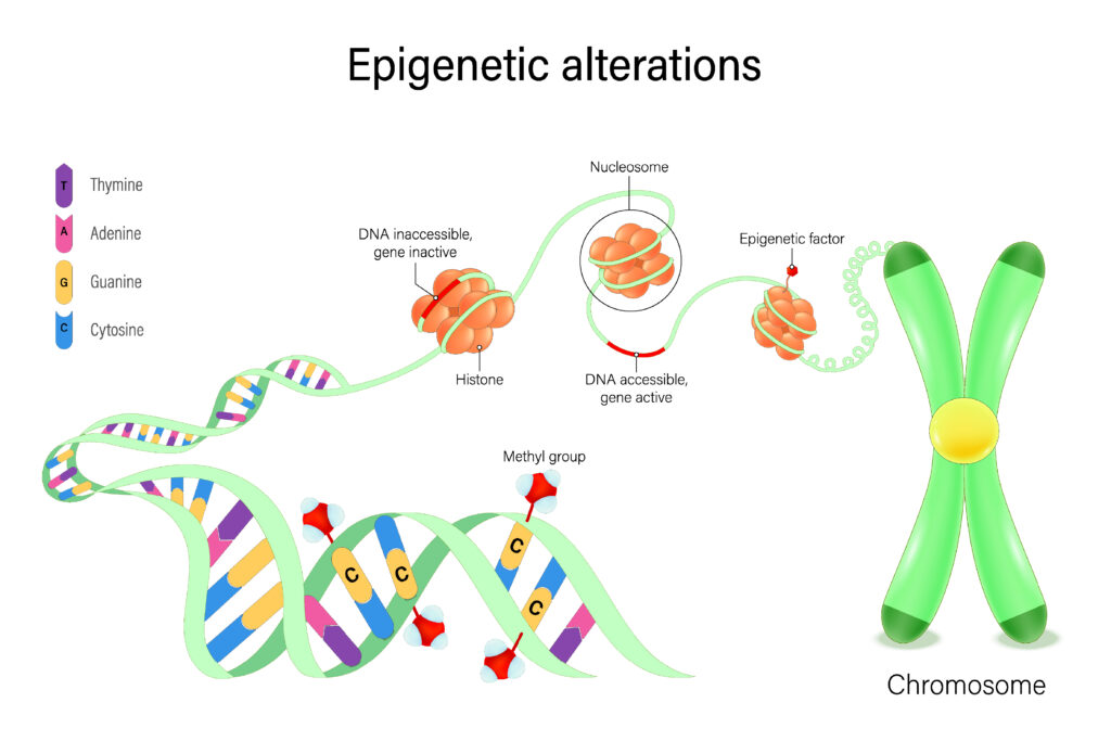 Schematische Darstellung epigenetischer Veränderungen: DNA mit Histonen und Nukleosomen, Methylgruppen sowie aktivem und inaktivem Genbereich bis hin zum Chromosom.
