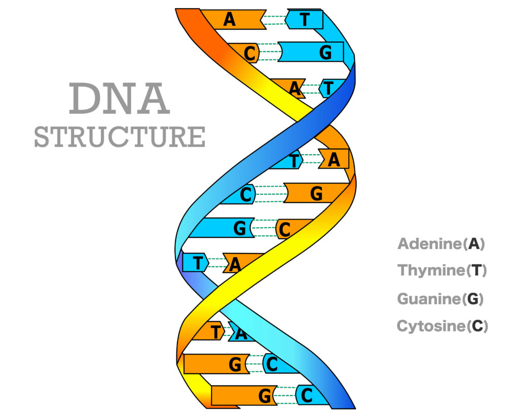 Schematische Darstellung der DNA-Struktur als Doppelhelix mit beschrifteten Basenpaaren Adenin, Thymin, Guanin und Cytosin.
